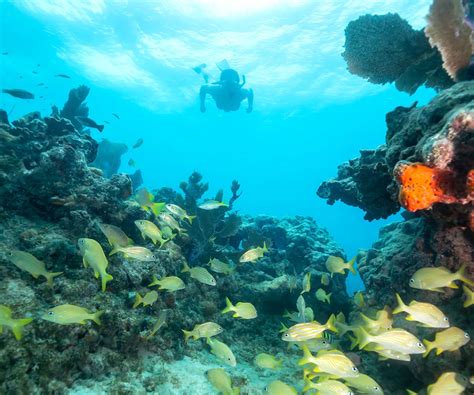 Snorkeling Key Largo