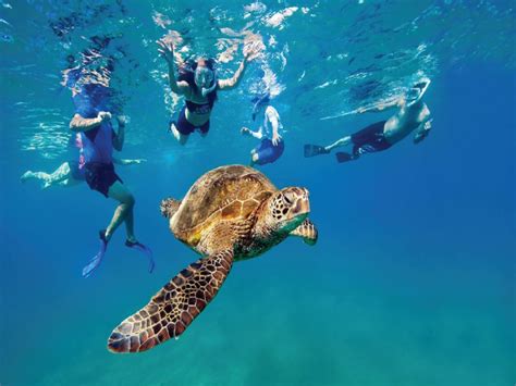 Snorkeling Turtle Bay
