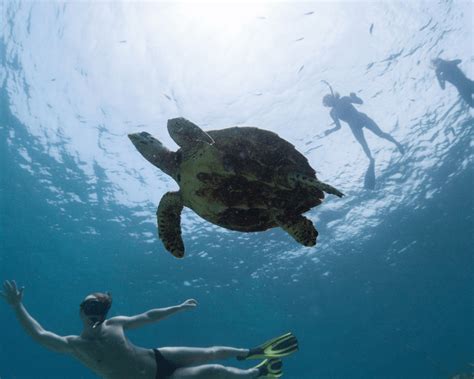 Snorkeling tips Mirbat