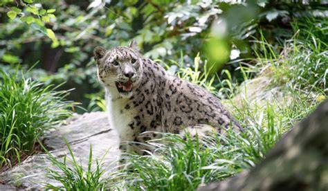 Snow Leopard Central Park Zoo