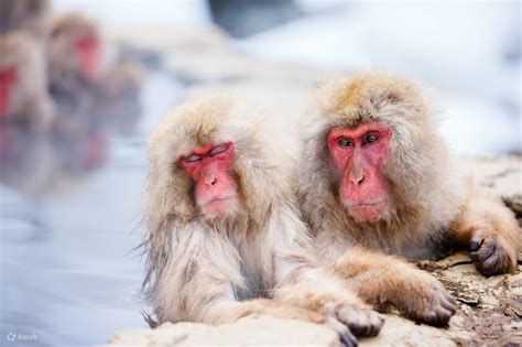 Snow Monkey Interactions