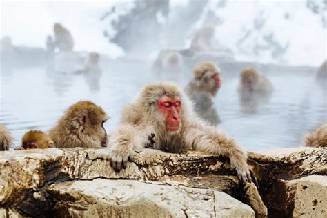 Snow Monkey Park accommodation