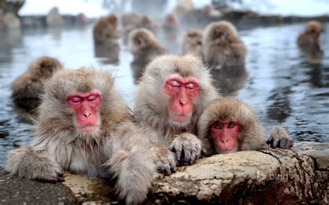 Snow Monkey Photography