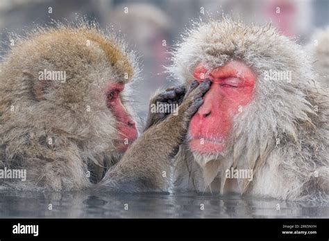 Snow Monkeys Bathing Close Up
