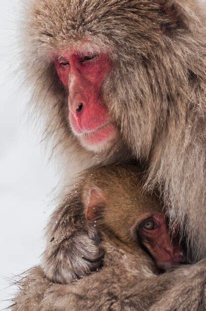 Snow Monkeys Close Up