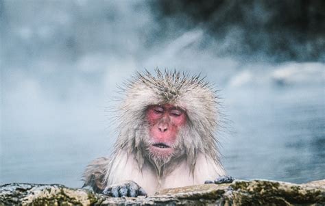 Tokyo Snow Monkey Tour Review: Is it Worth it?