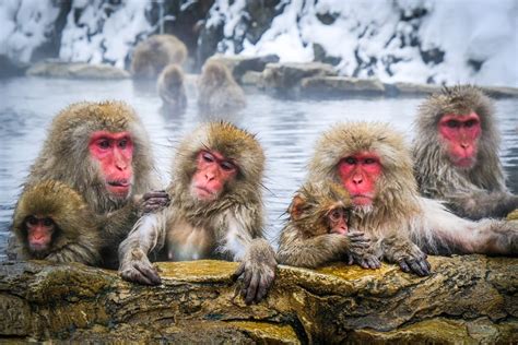 2-Day Snow Monkey Tour: Nagano to Takayama Review