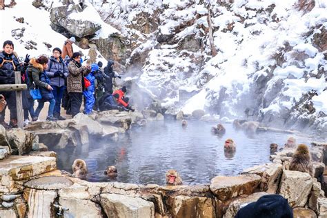 Snow Monkeys in onsen
