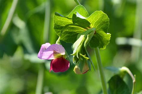 Snow Peas Flower