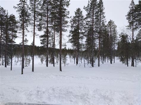 Snowy Finnish Forest