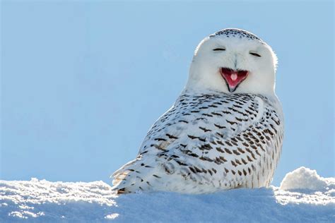 Snowy Owl Image