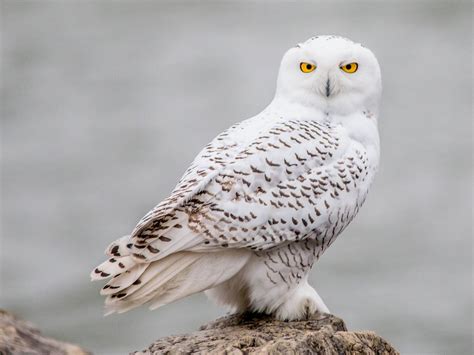 Snowy Owls