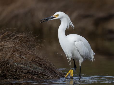 Snowy Egret