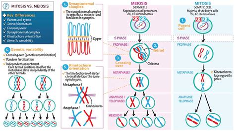 The Best Snurfle Meiosis Interactive Simulation Answer Key Ideas