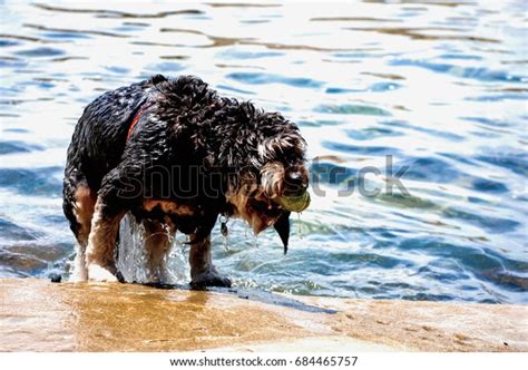 Soaking Wet Dog