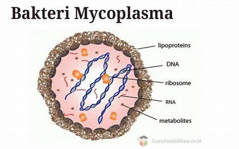 Sobat Bernas, Kenali Lebih Dekat Bakteri Mycoplasma