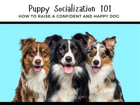 Socialization The Key to a Confident Total Dog
