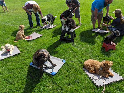 Socialization in Puppy Classes