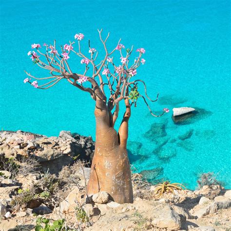 Socotra Local Guides
