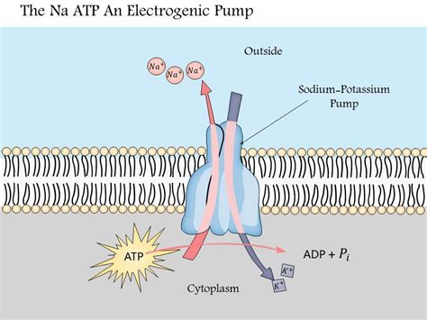 Sodium Potassium ATPase Pump Animation: A Comprehensive Guide