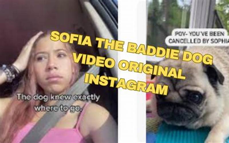 Sofia The Baddie Dog Other Videos