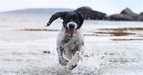 Cosa significa sognare un cane che ti lecca - ilmessaggeero