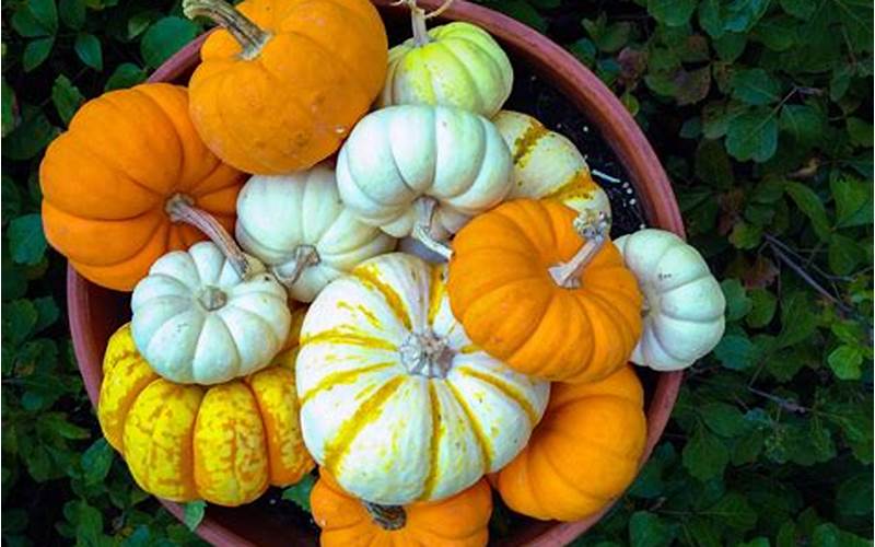 Soil For Pumpkins In Pots