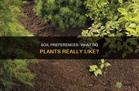 Soil Preferences for Under-Tree Growth