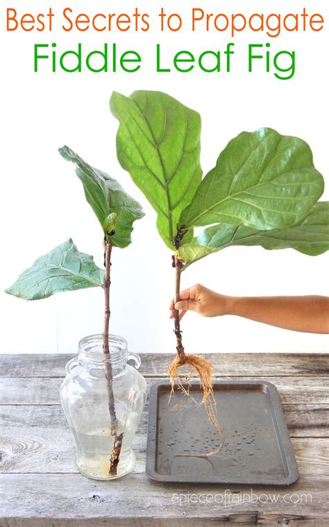 Soil Propagation Fiddle Leaf Fig