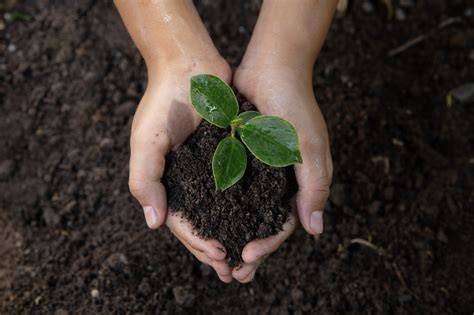 Soil Requirements