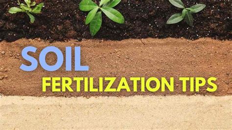 Soil and Fertilization Tips