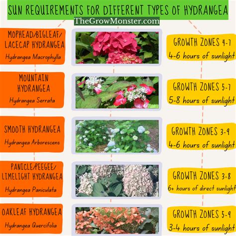 Soil and Sun Requirements