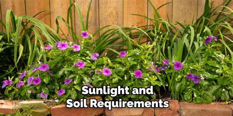 Soil and Sunlight Requirements