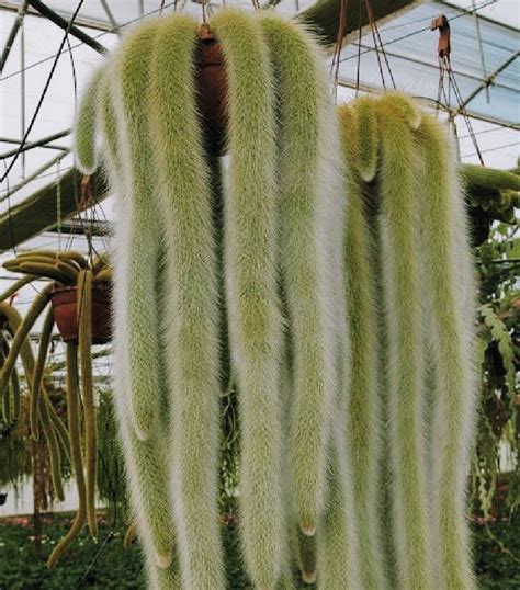Soil and Watering Requirements of Monkey Tail Cactus