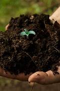 Soil for Growing Marijuana