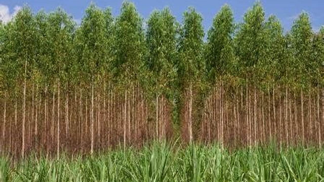 Soluções Para Os Problemas Relacionados às Espécies De Eucalipto Mais Plantadas No Brasil, Plantas