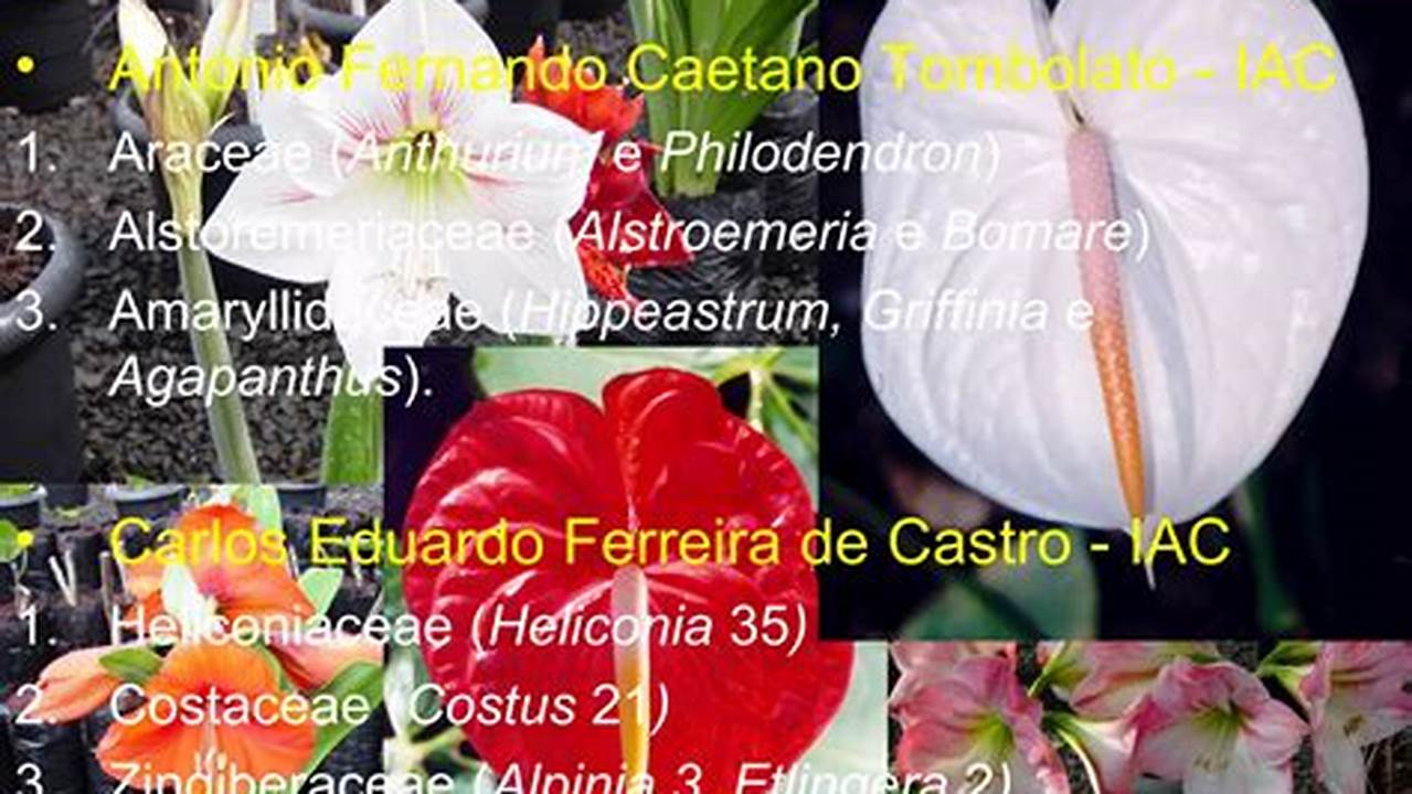 Soluções Para Os Problemas Do Congresso Brasileiro De Floricultura E Plantas Ornamentais, Plantas