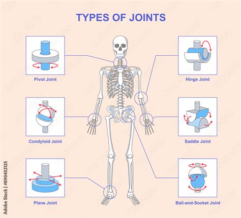Solved Name: Joints & Movement Worksheet Read your notes and | Chegg.com