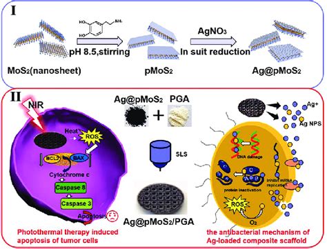 Some sort of antibacterial function is also mentioned