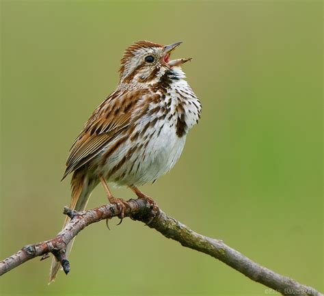 Song Sparrow image