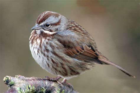 Song Sparrow physical characteristics image