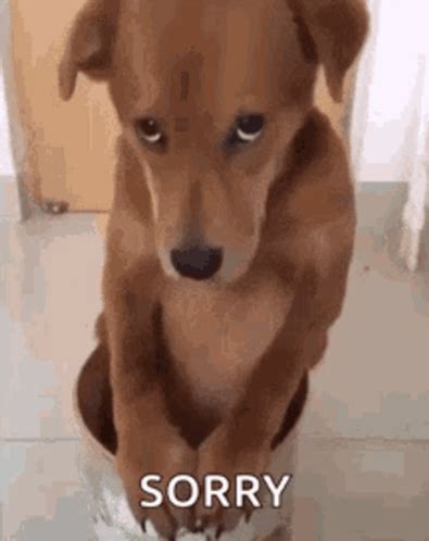 Sorry Meme Dog