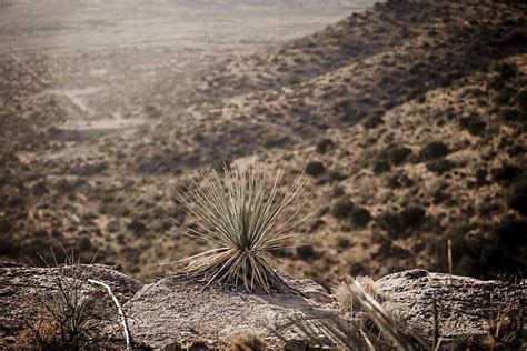 Sotol Desert