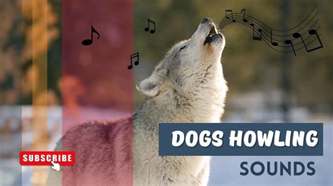 Unlock the Secret: How to Use Sound to Make Your Dog Howl Like a Pro