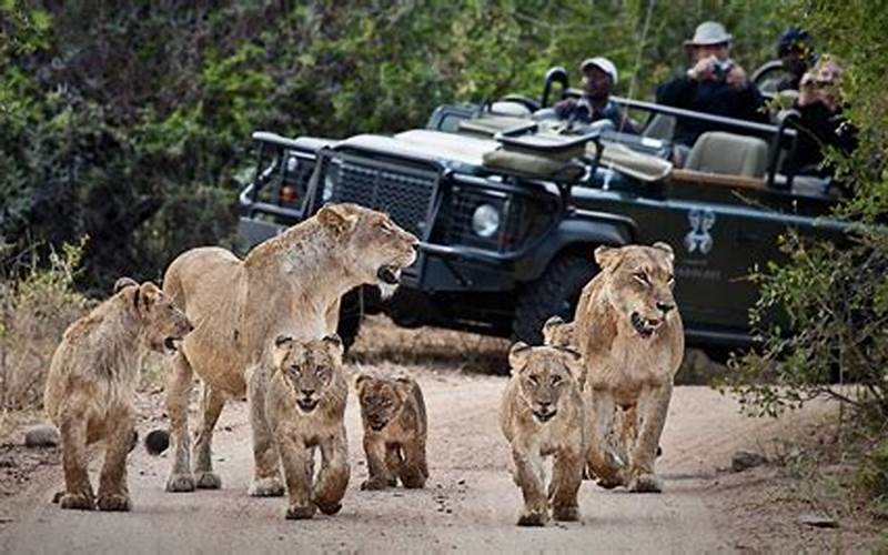 Southern Africa Safari