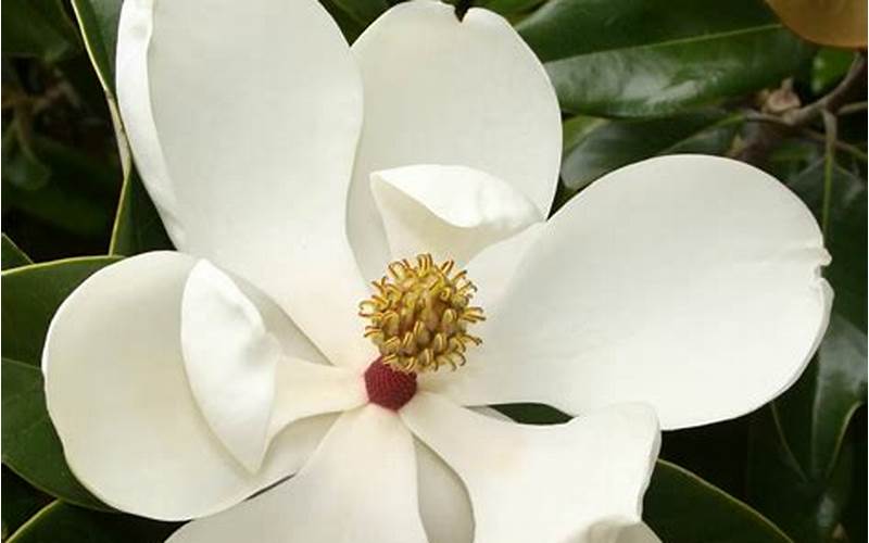 types of magnolia trees