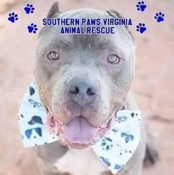 Rescue, Rehabilitate, Repeat: Southern Paws Virginia Animal Rescue Making a Difference in Pet adoption