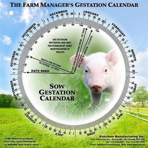 Sow Gestation Calendar