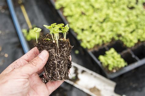 Sowing and Transplanting Seedlings