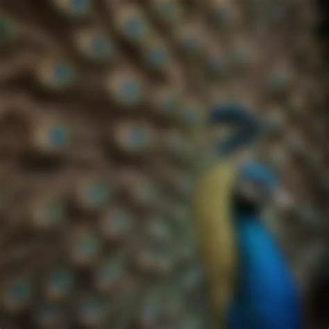 Space Availability for Peacocks